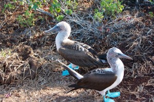 My favorite of the Galapagos.  Blue-footed boobies dive for fish from about 50' up and sometimes do so in synchronized packs.  The have a crazy honking, whistling, dancing mating ritual and the color of their bill and feet is exceptionally rare in the animal kingdom.