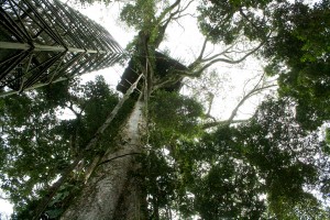 This canopy tower, built on a 50m tall kapok tree, gave a thrilling view of the vast jungle and the amazing wildlife at the top