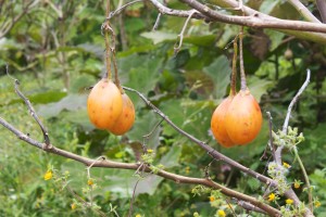 Tree tomato: grows on a tree, tastes like a tomato