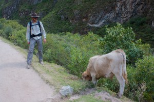 Chris being a bit scared of the cow