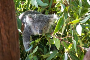 He has a great koala-ty of life (zing!)